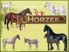 Equestrian center: County Line Arabians